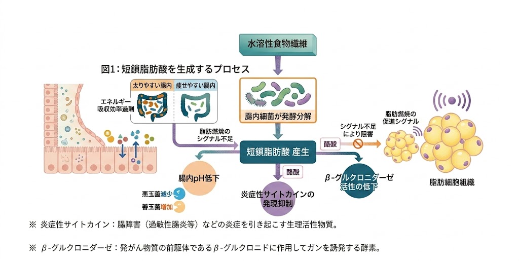 腸内フローラの比較イメージ図