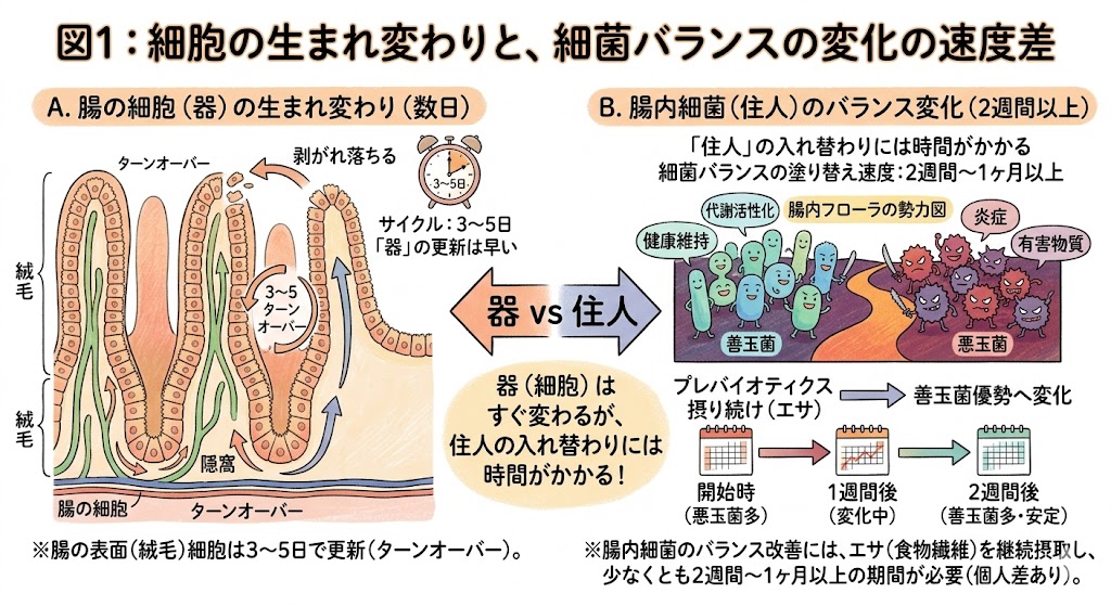 腸の細胞周期と細菌の定着イメージ