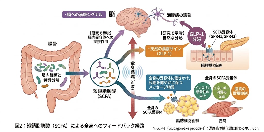 GLP-1分泌の仕組み