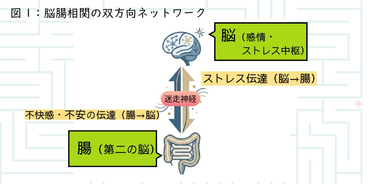 脳腸相関の図解
